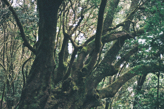 La Gomera