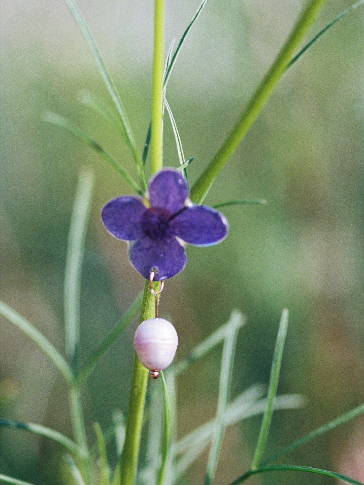 OFELIA nº70