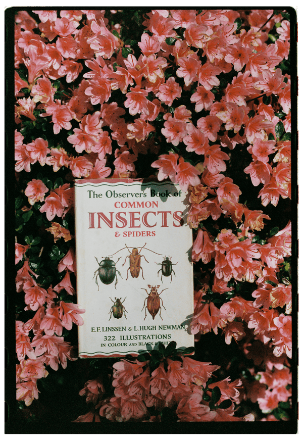 The Observer’s Book of Common Insects & Spiders élida c. 