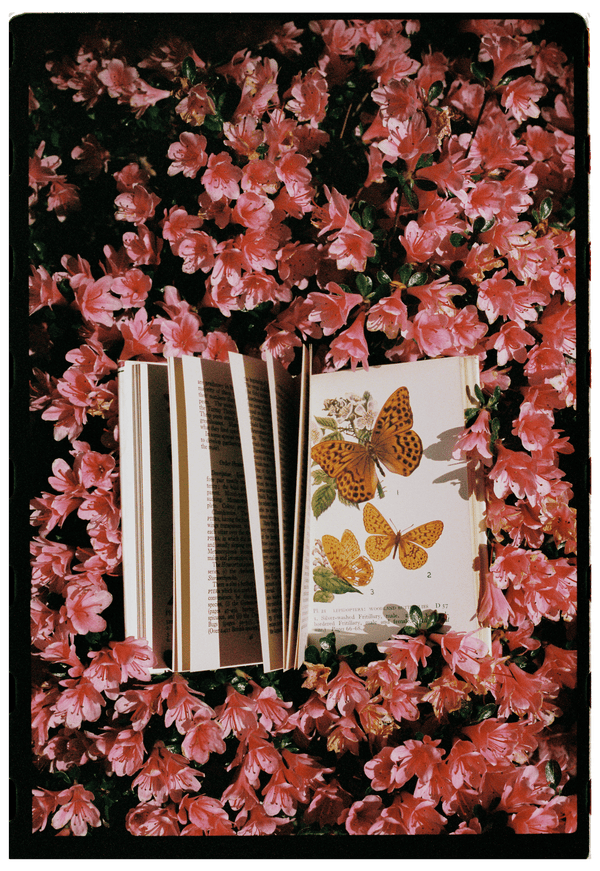The Observer’s Book of Common Insects & Spiders élida c. 