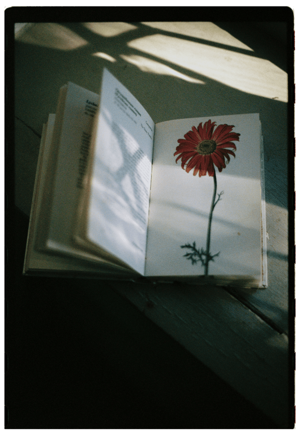 A CONCISE GUIDE IN COLOUR GARDEN FLOWERS élida c. 