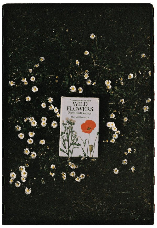 A colour guide to familiar WILD FLOWERS Ferns and Grasses élida c. 