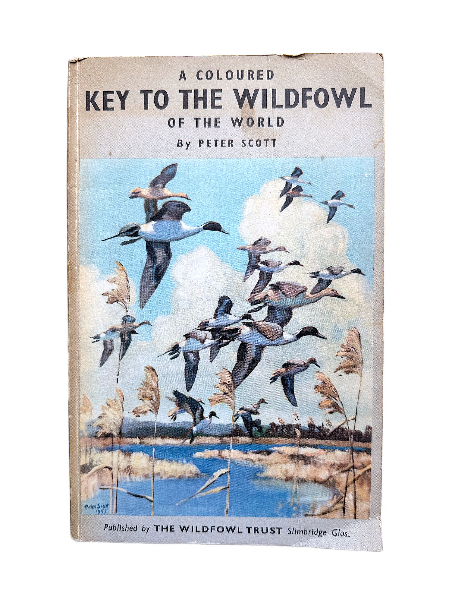 A COLOURED KEY TO THE WILDFOWL OF THE WORLD