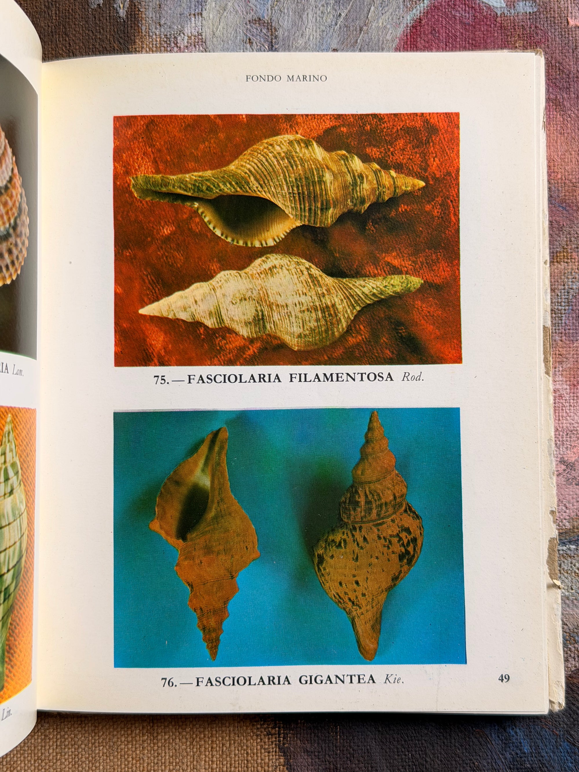 Fondo Marino (1968)