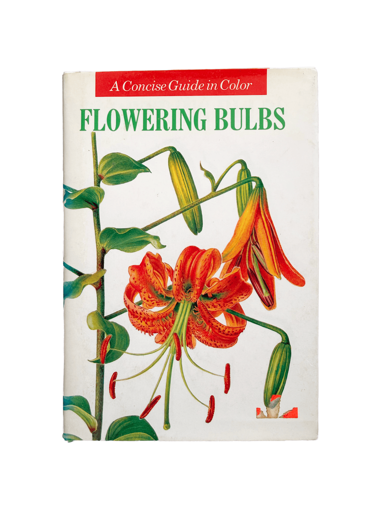 FLOWERING BULBS