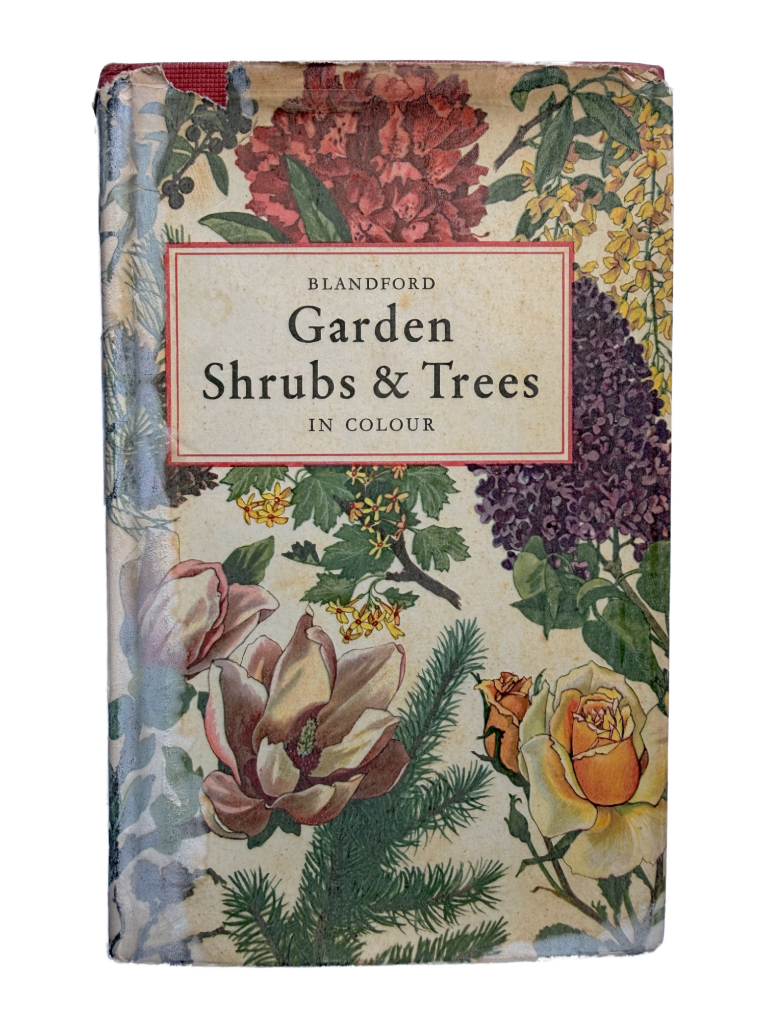 GARDEN SHRUBS & TREES