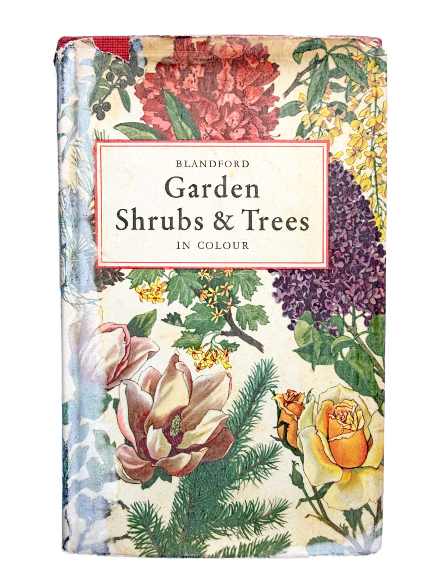 GARDEN SHRUBS & TREES