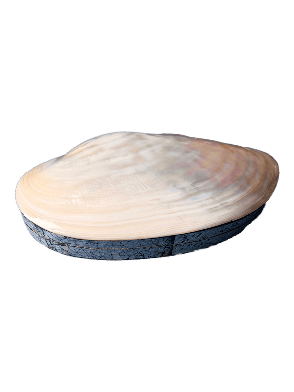 Large shell jewelry box