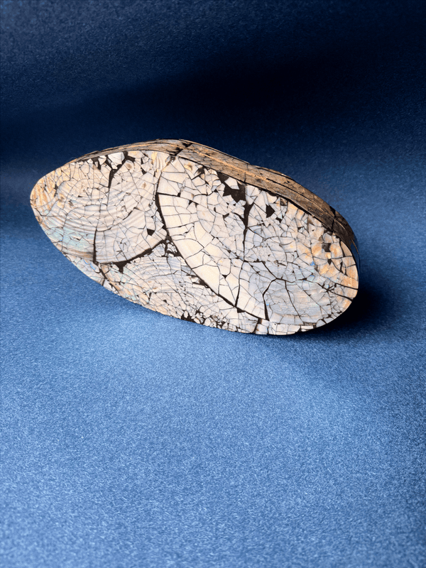 Large shell jewelry box