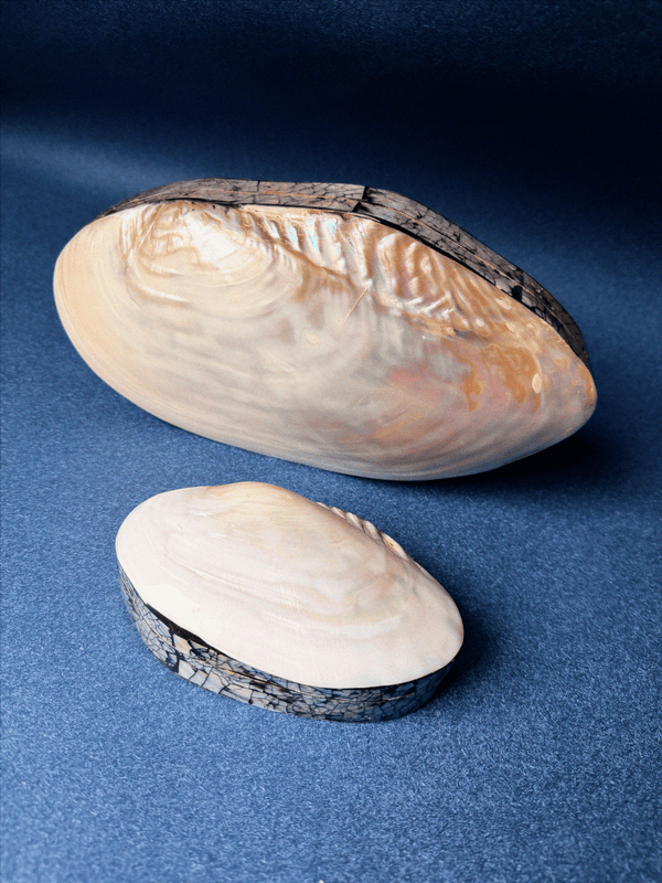 Large shell jewelry box