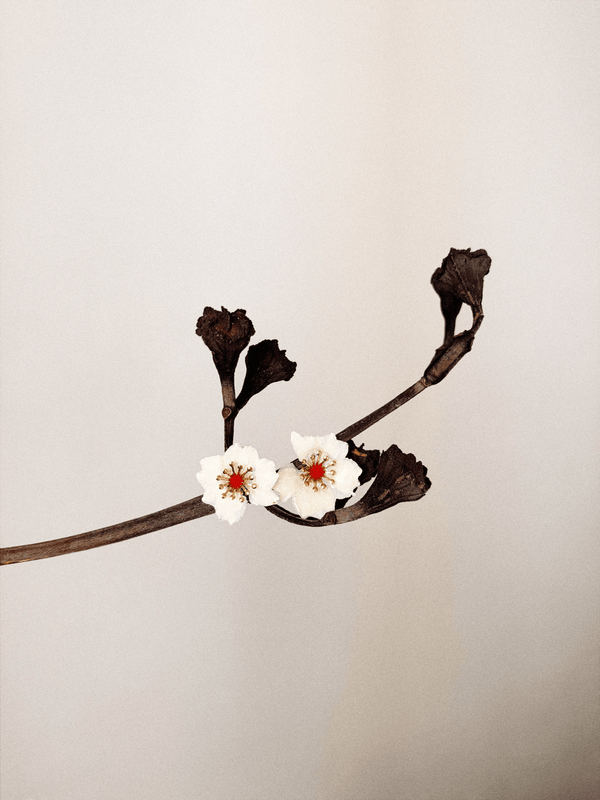 OFELIA nº100