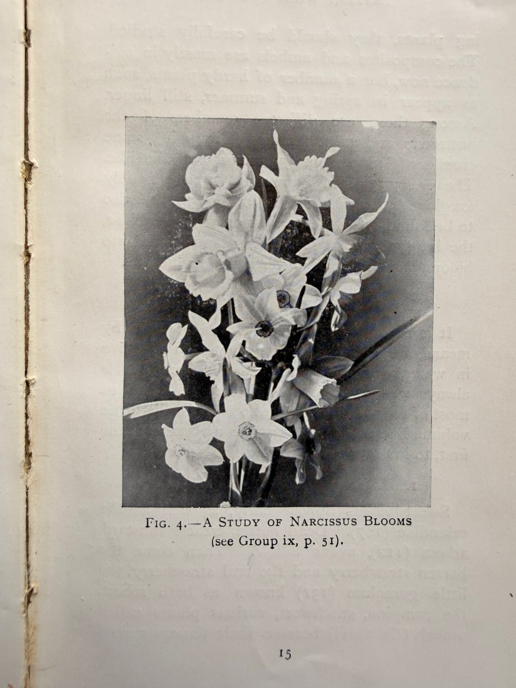 WILD FLOWERS AND HOW TO IDENTIFY THEM