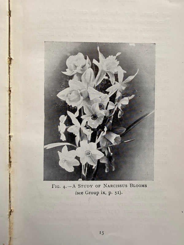 WILD FLOWERS AND HOW TO IDENTIFY THEM
