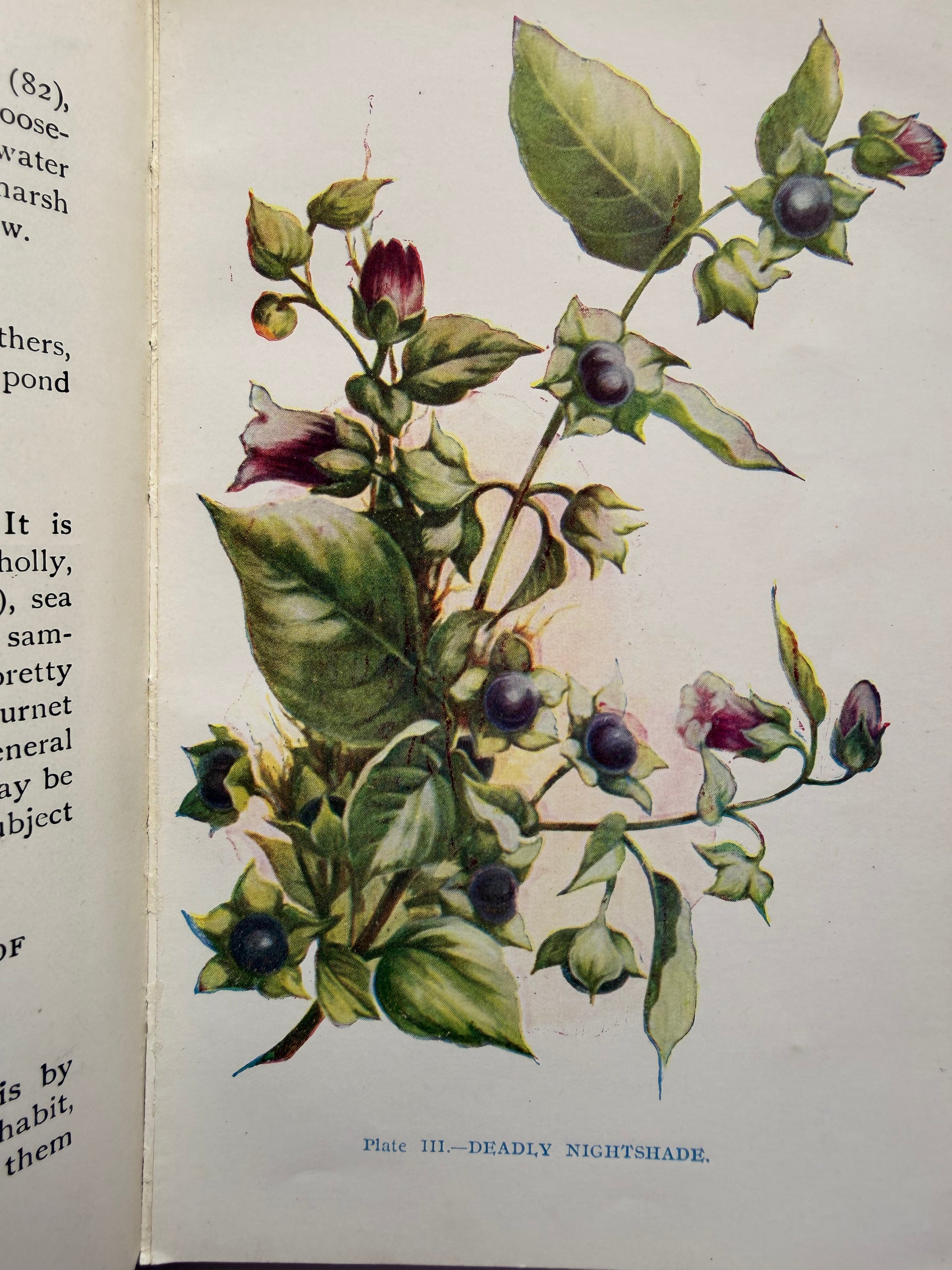 WILD FLOWERS AND HOW TO IDENTIFY THEM