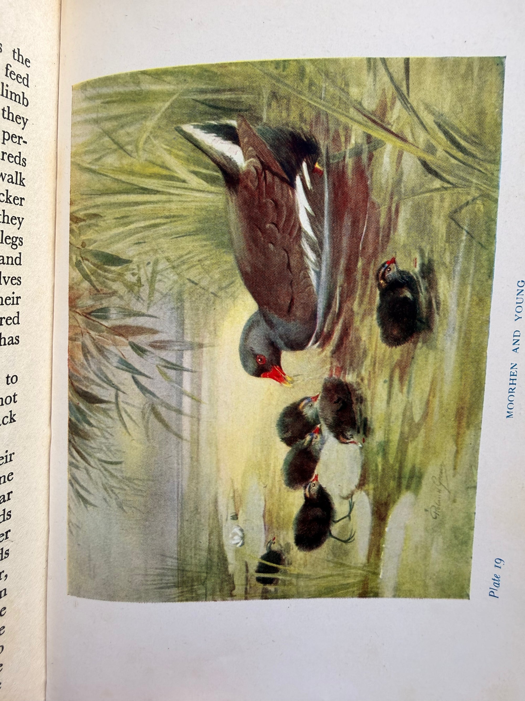 BIRDS OF BRITAIN