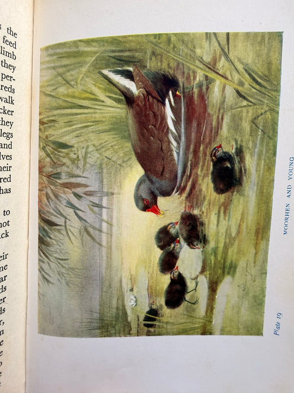 BIRDS OF BRITAIN