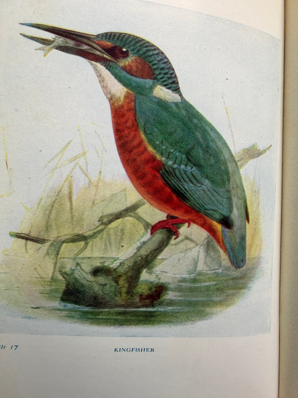 BIRDS OF BRITAIN