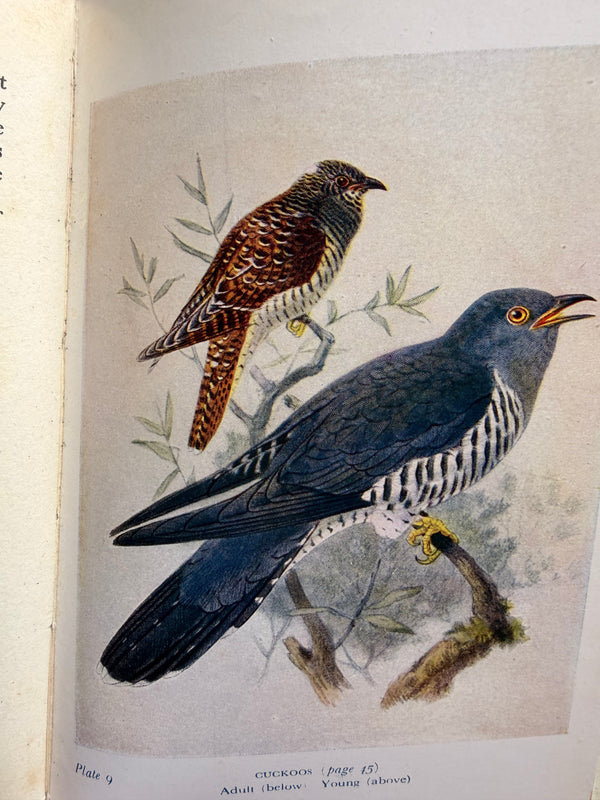 BIRDS OF BRITAIN