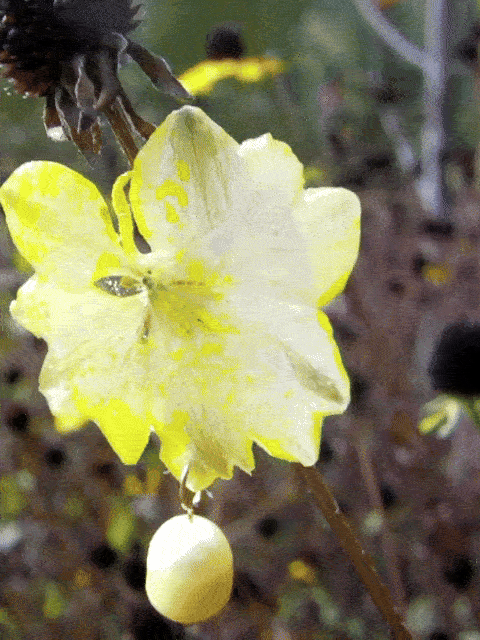 OFELIA nº74 élida c. 