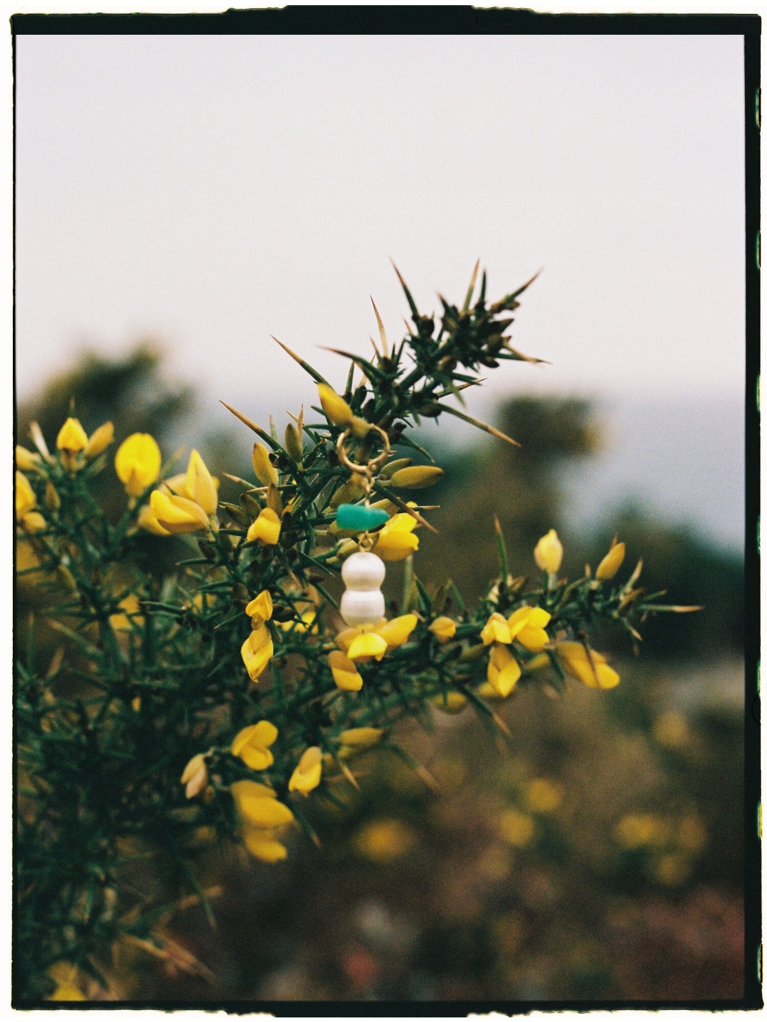 EMMA nº17 élida c. 