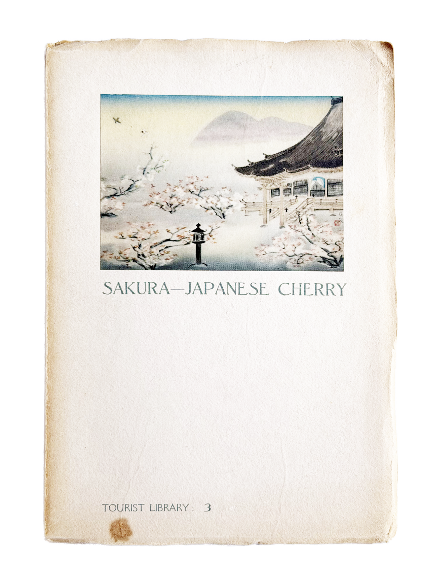Sakura - Japanese Cherry