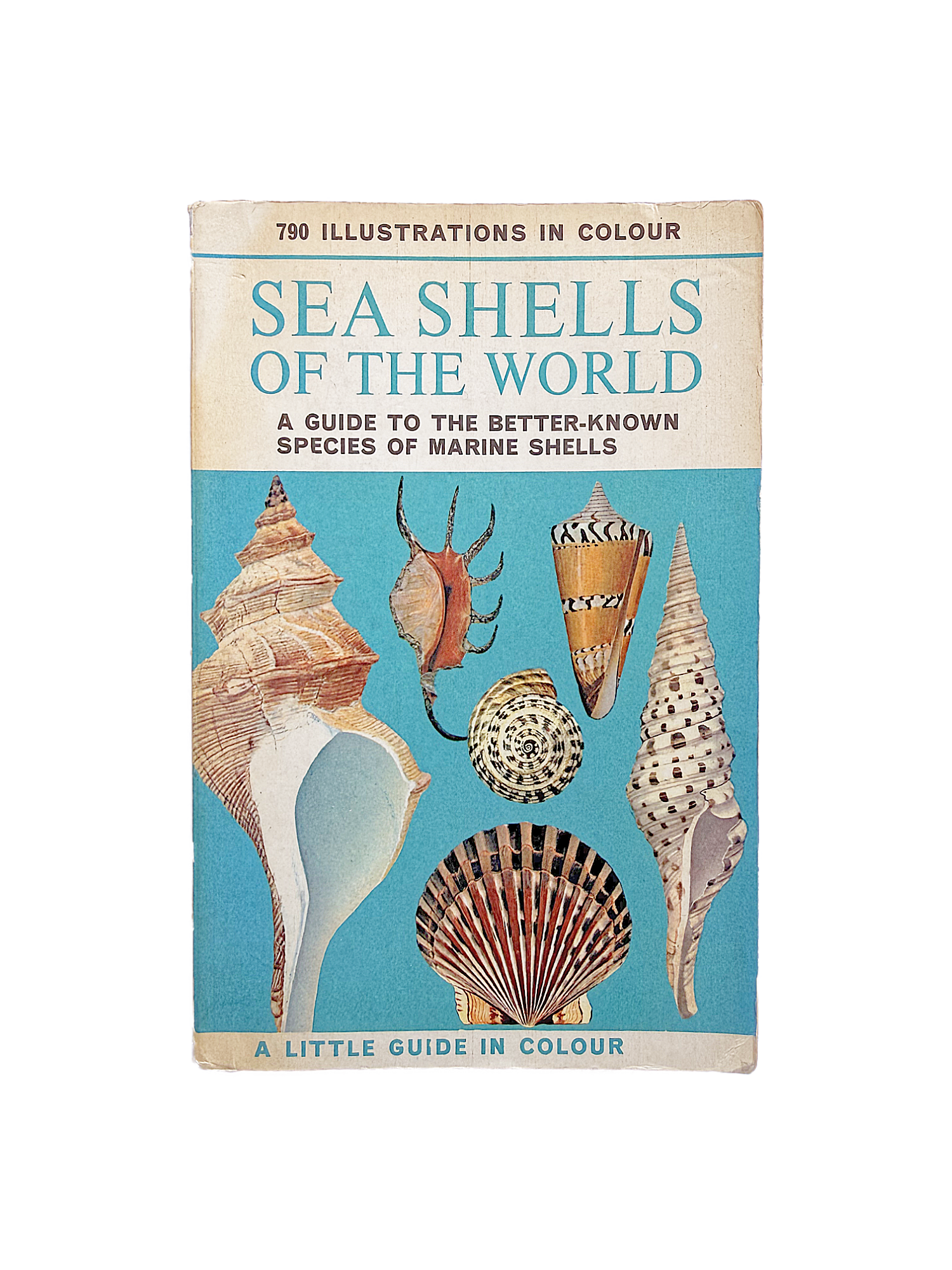 SEA SHELLS OF THE WORLD